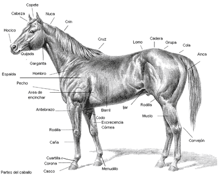 Sentimental Injerto Relativamente PArtes del cuerpo del caballo - Manualidades Schleich